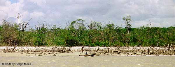 WS_008_sloep_in_mangrove.JPG (33802 bytes)